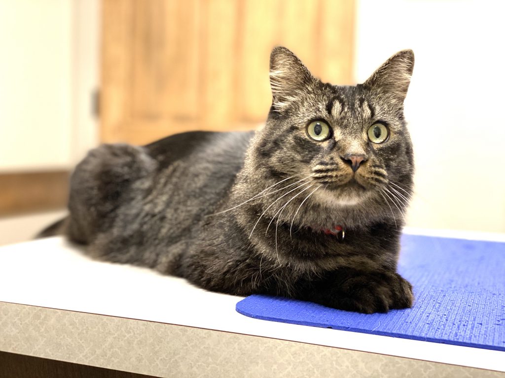 Cat on Desk