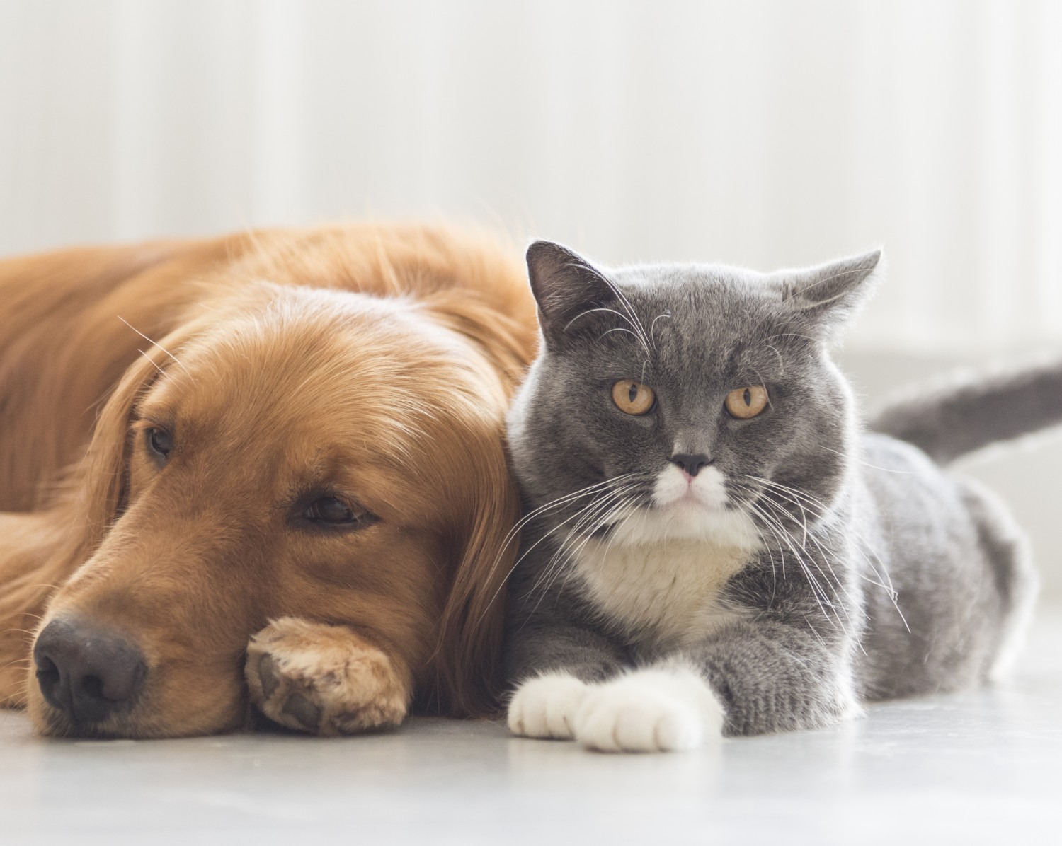 Golden Retriever with Grey and White Cat Golden Retriever with Grey and White Cat