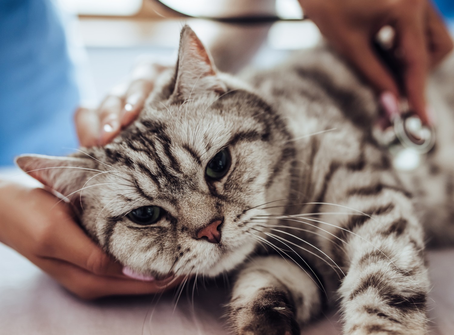 Cat getting checked out