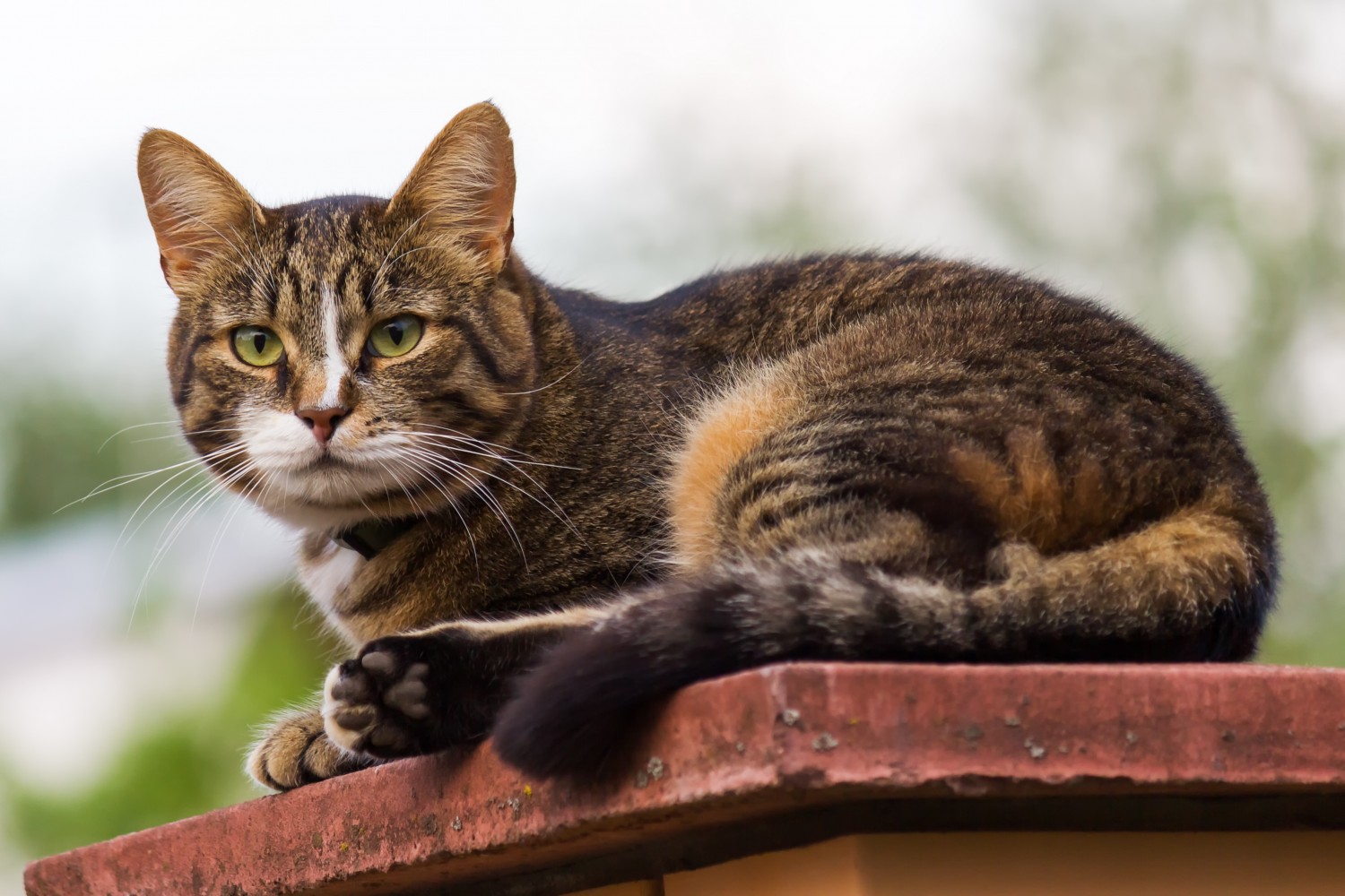 Cat sitting outside