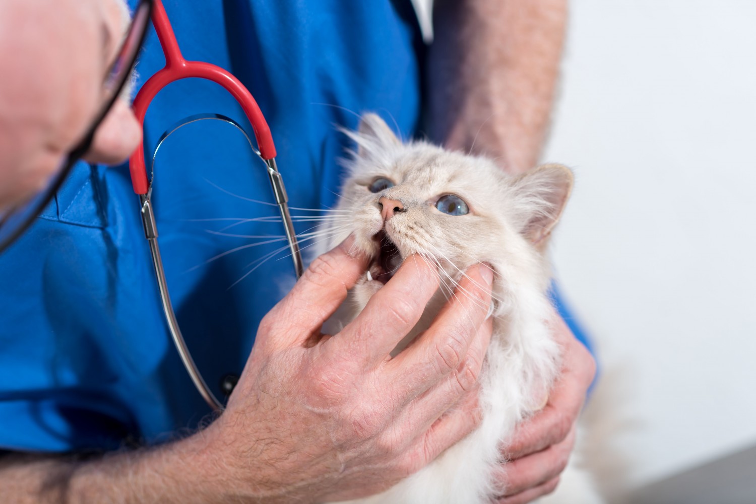 Cat getting dental exam