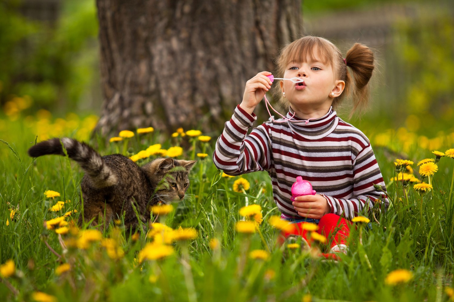Spring Special Image - Girl and kitten in a field