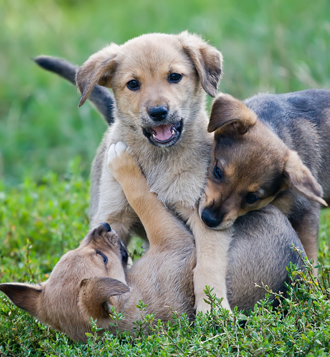 Puppies Playing