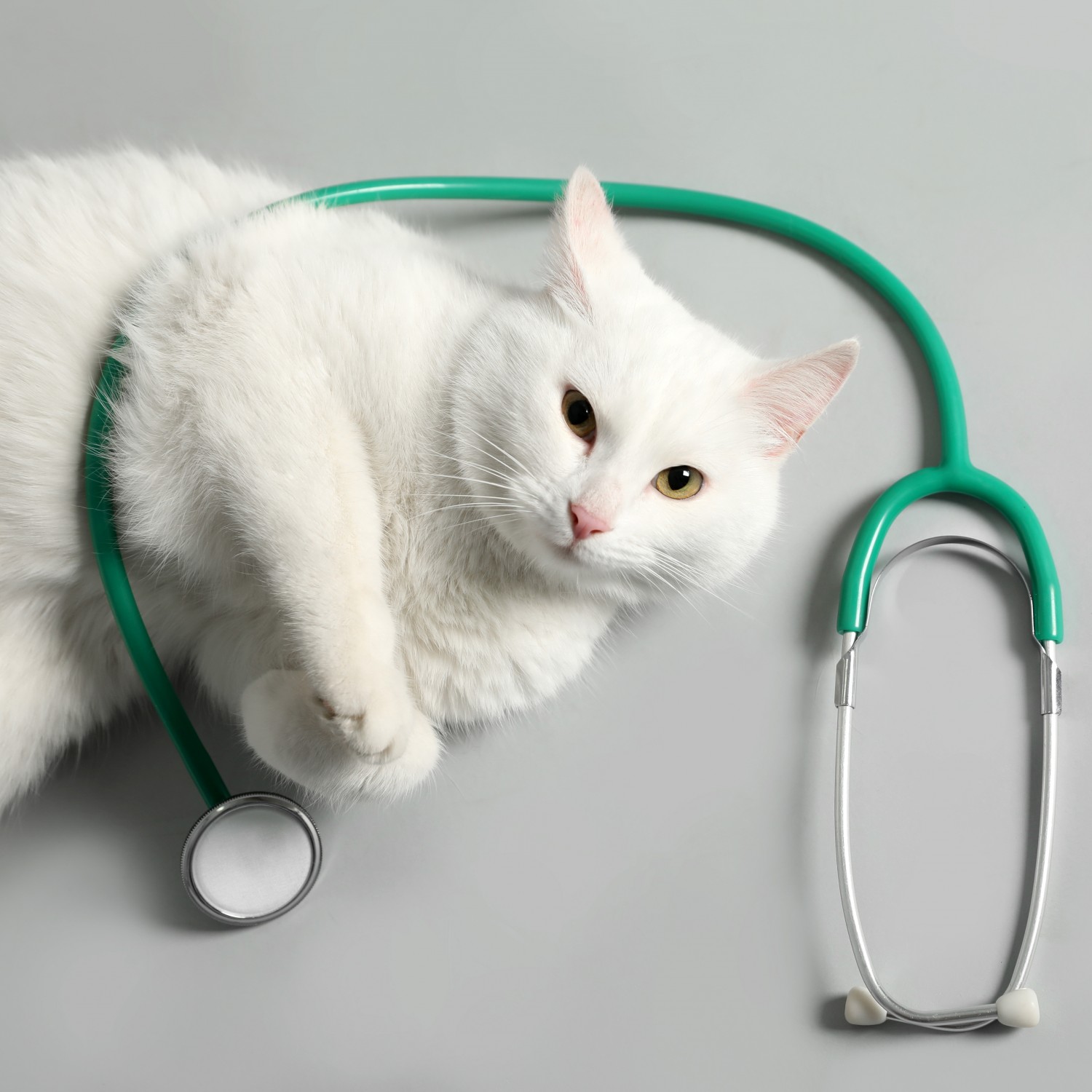 White Cat with Stethoscope