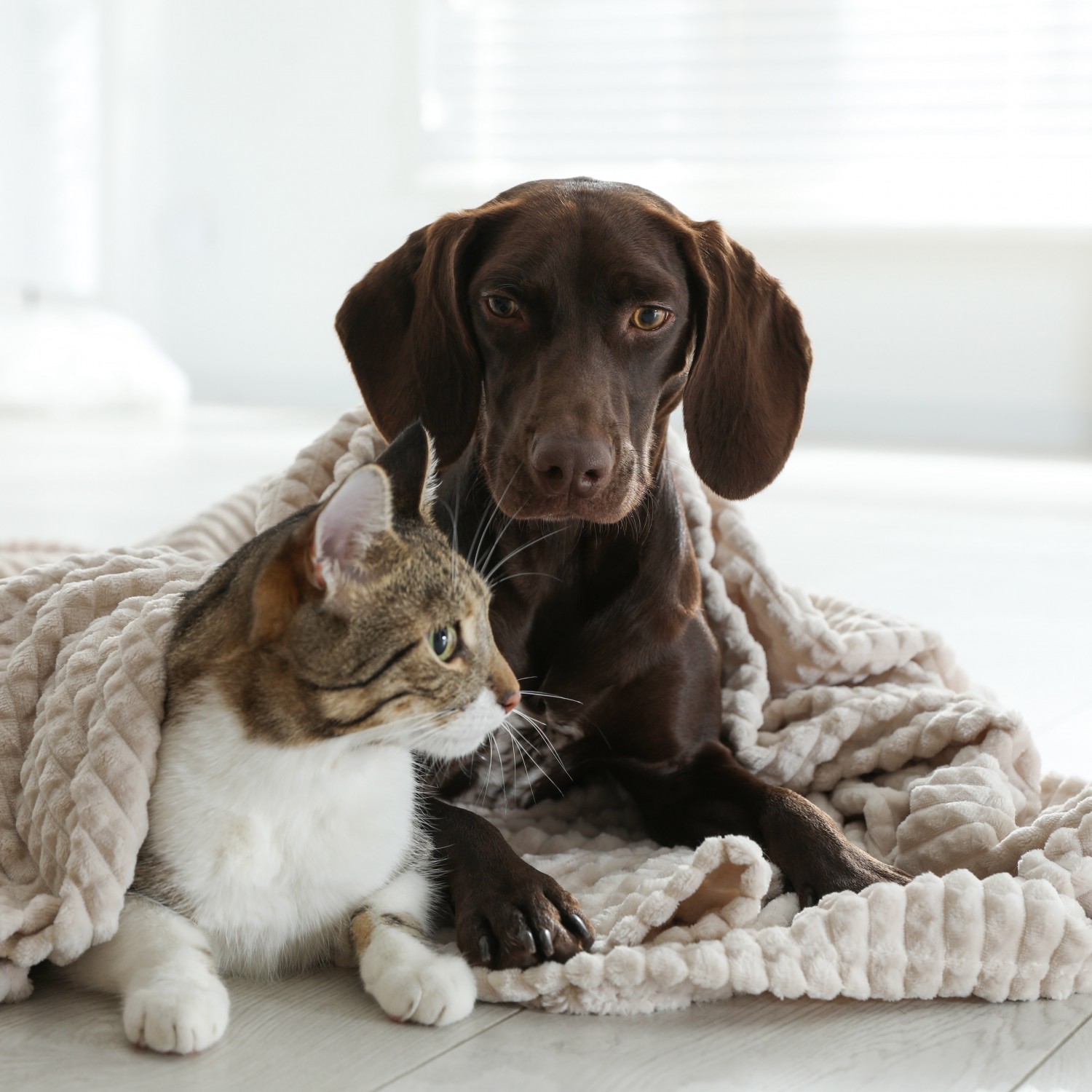 Puppy and Kitten under a blanket