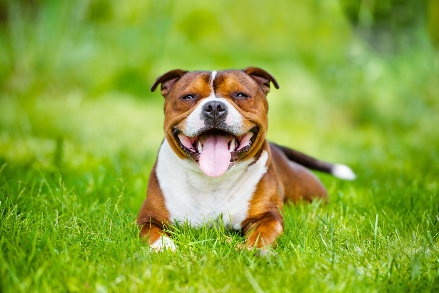 Dog laying in grass