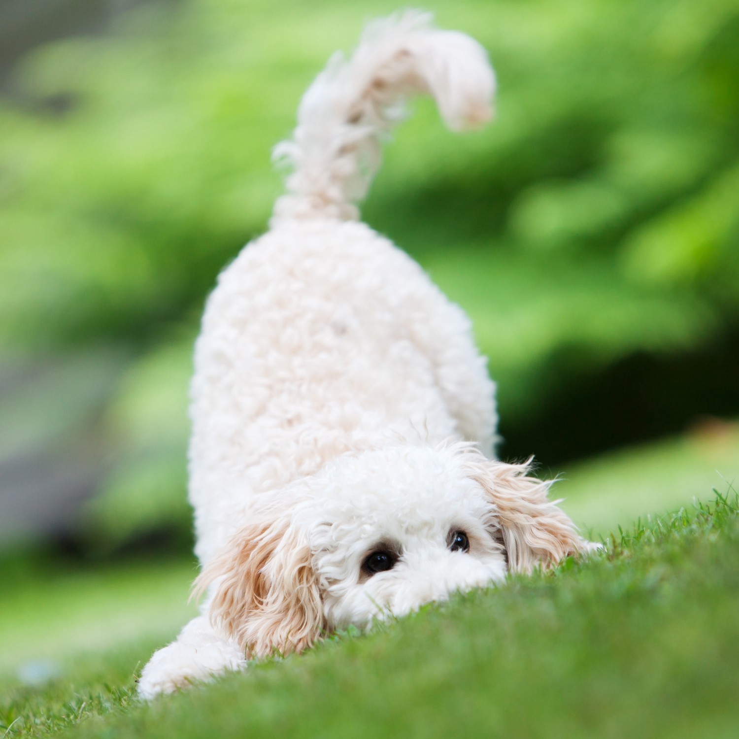 Puppy playing in field