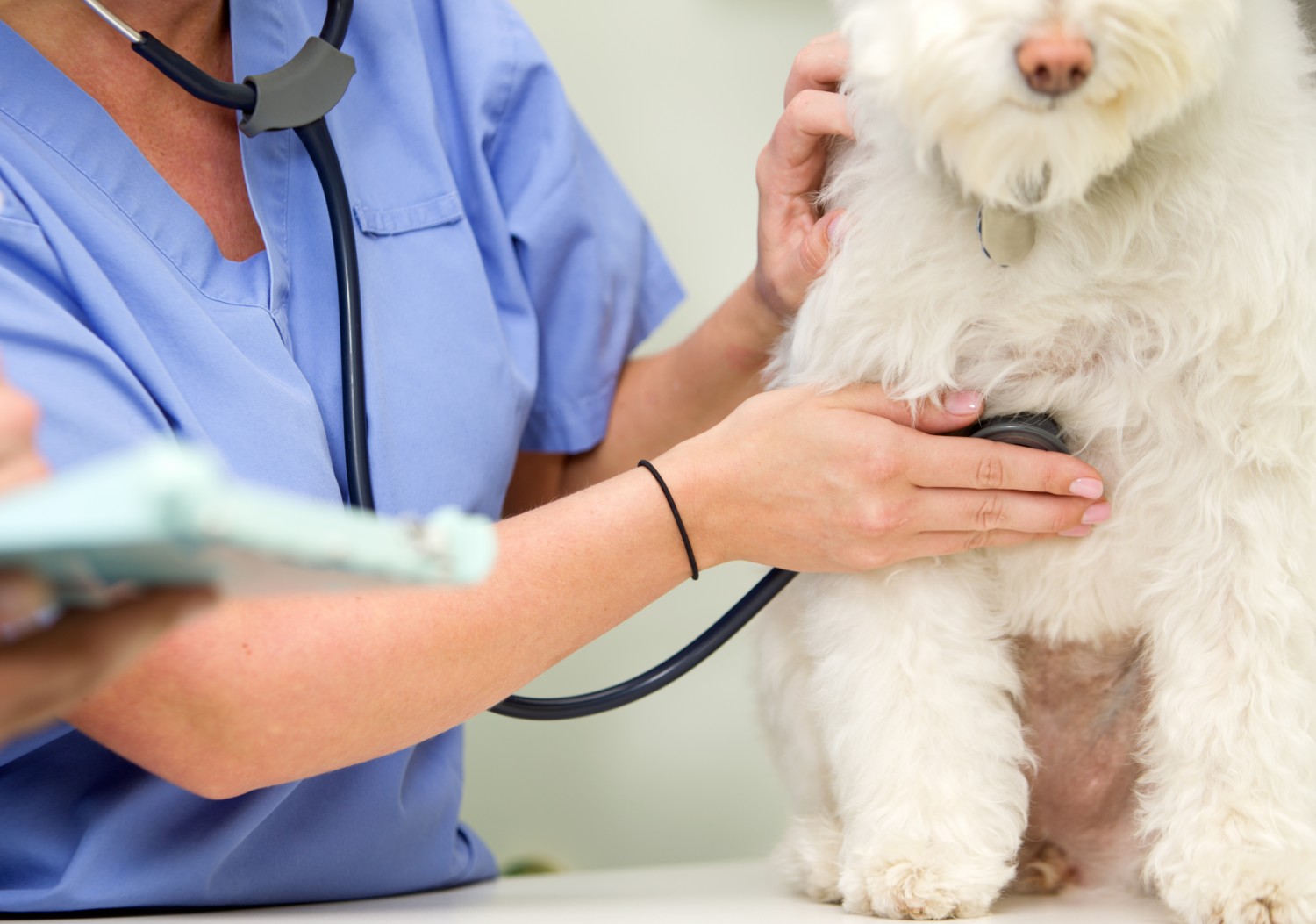 White dog getting exam