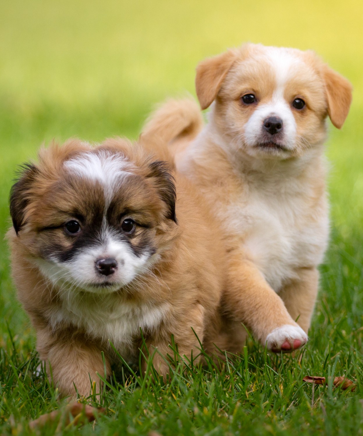 Fluffy Puppies