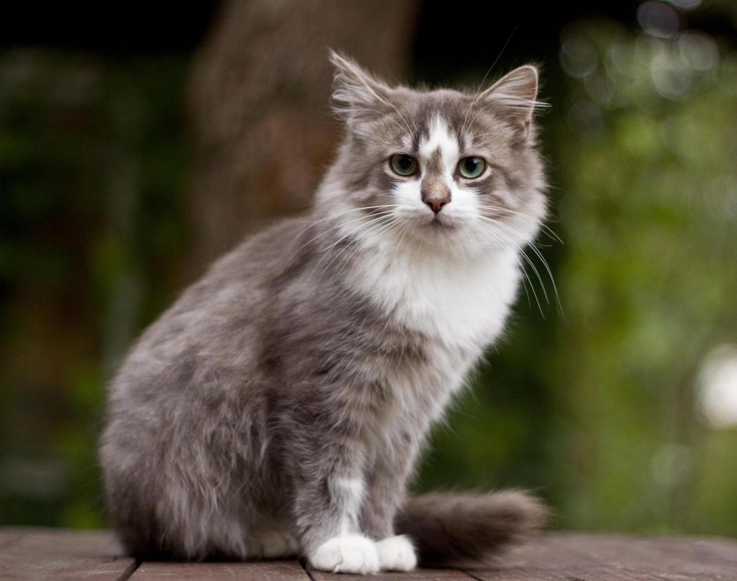 Grey and White Cat