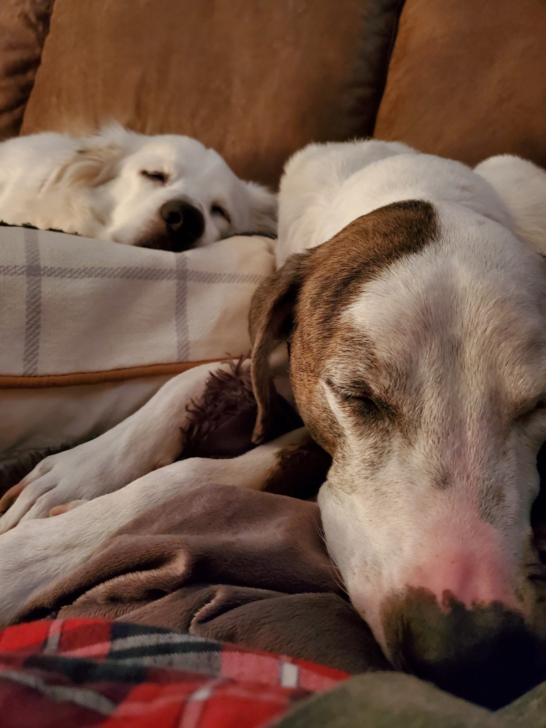 Two dogs laying on couch