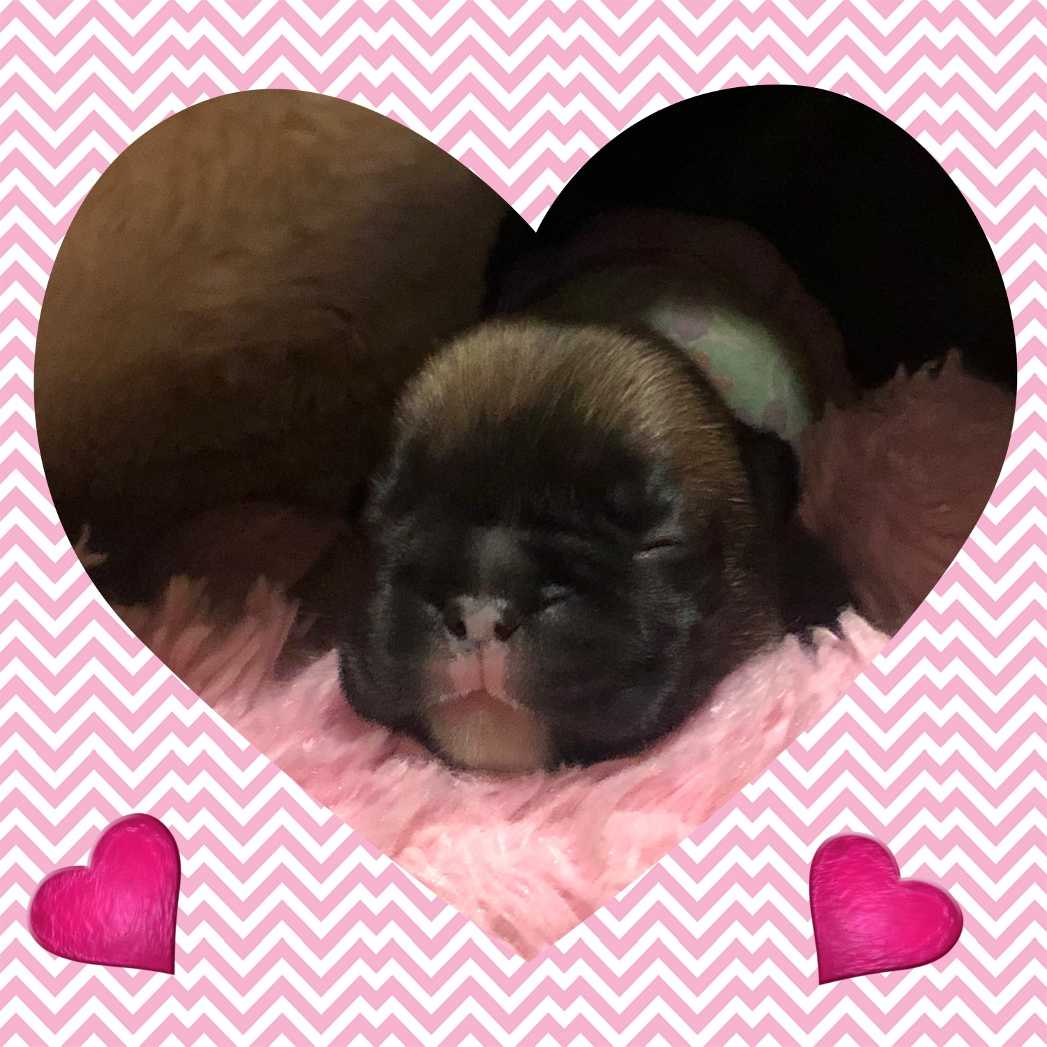 Puppy on Fuzzy Blanket