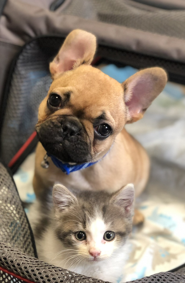 puppy & kitten cuddling