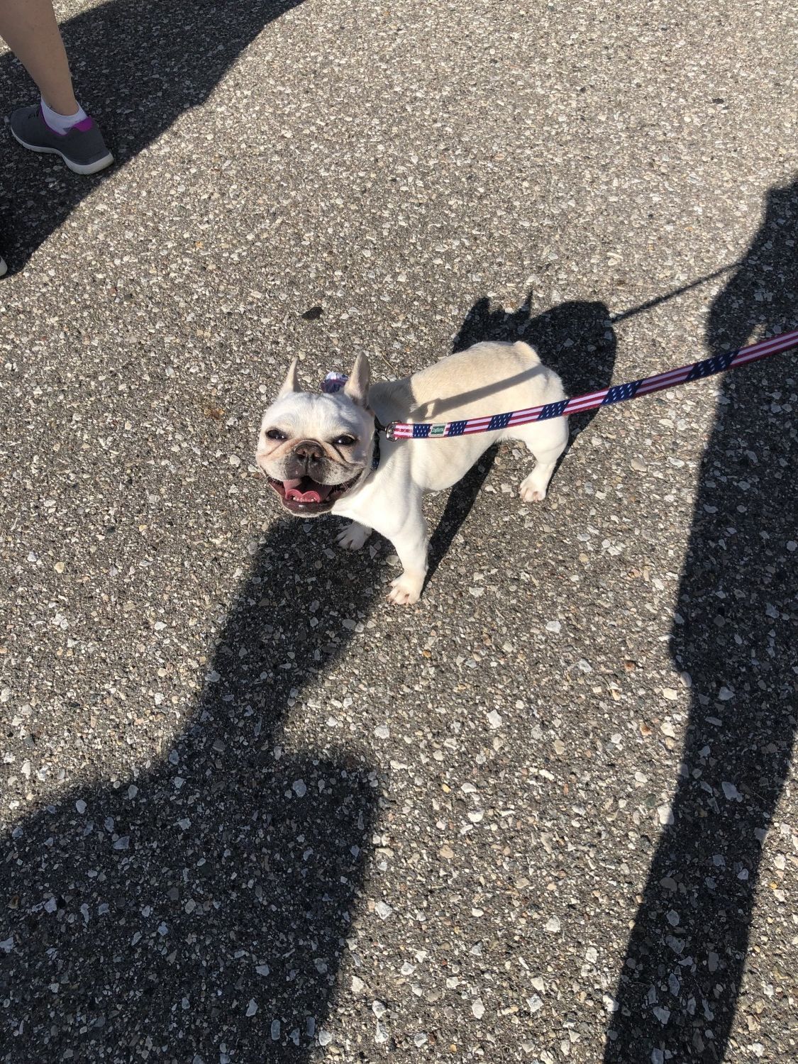 Dog in Parade