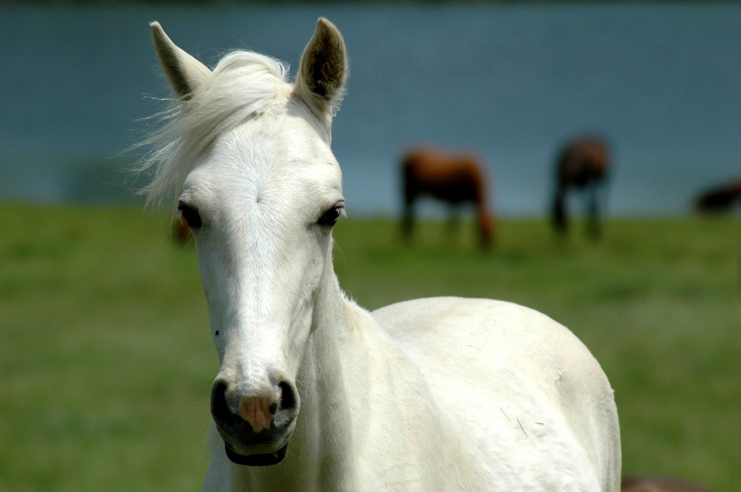 White Horse