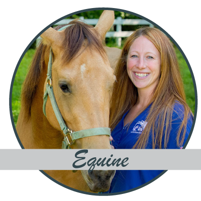 Equine Care