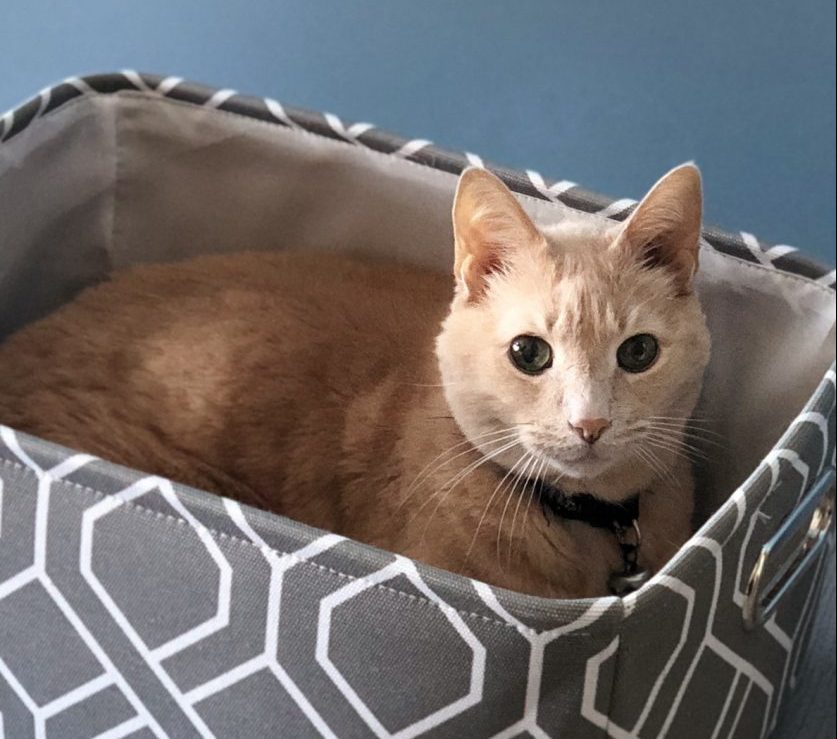 Cat in basket