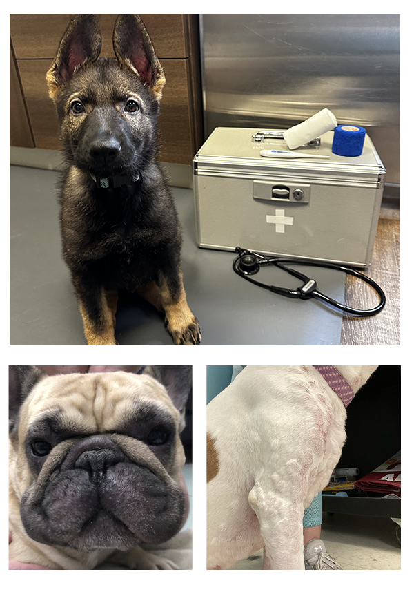 Emergency Kits & Allergic Reactions - two dogs receiving veterinary treatment