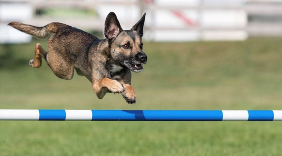 Dog Jumping Bar