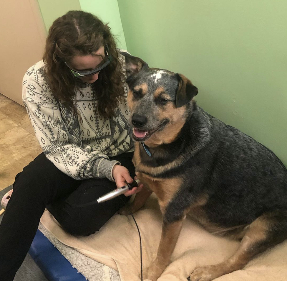 dog getting laser therapy