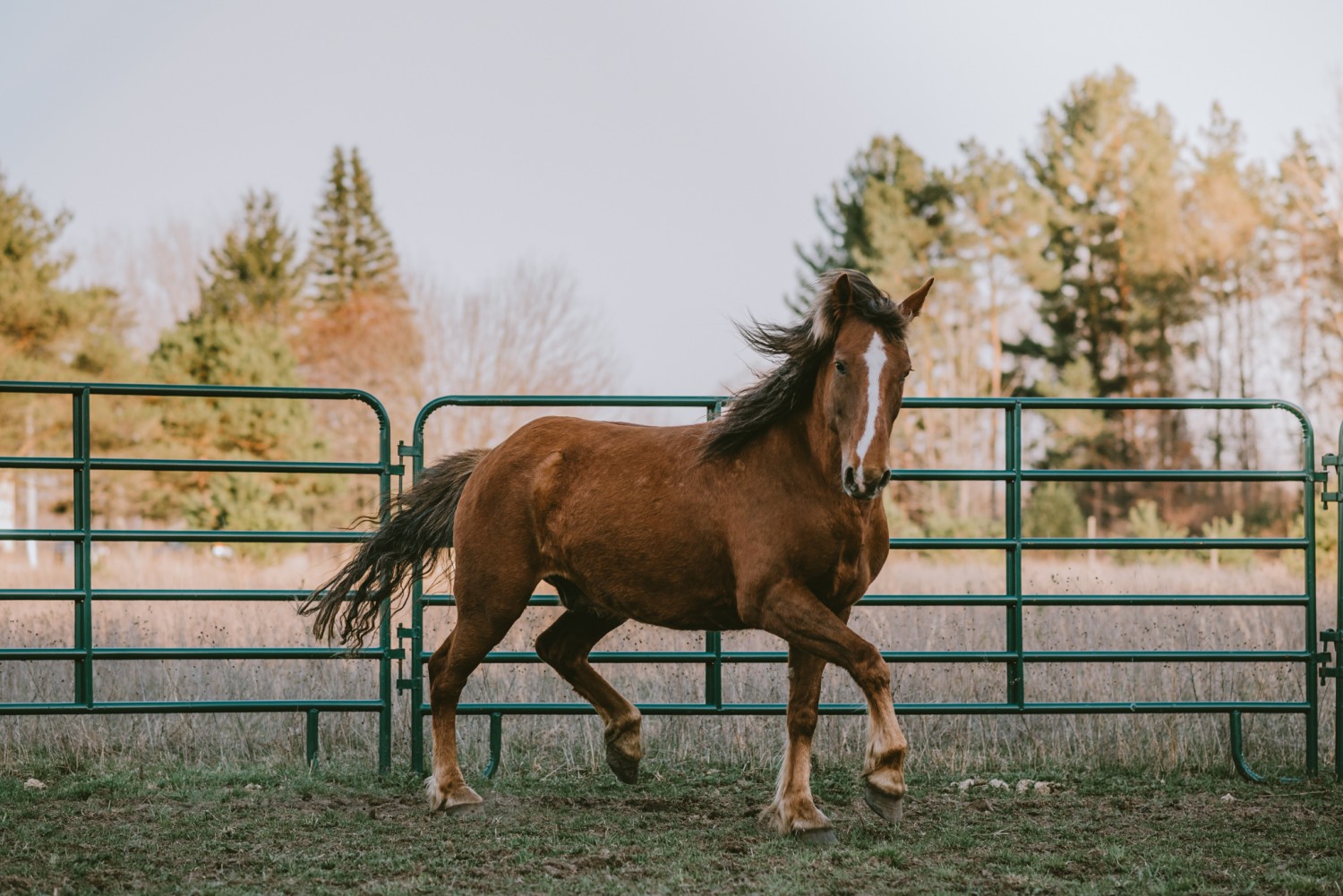 Horse Running in Field