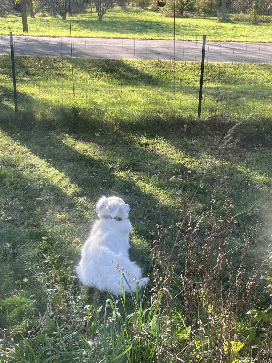 Senior Dog in Grass